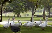 Туры в отель The Westin Sohna Resort & Spa