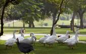 Туры в отель The Westin Sohna Resort & Spa
