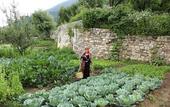 Туры в отель The Himalayan