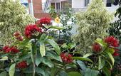Туры в отель Ixora Suites