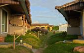 Туры в отель Asiatic Lion Lodge
