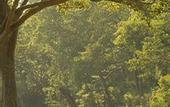 Туры в отель Banjaar Tola, Kanha National Park