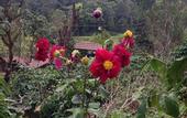Туры в отель Three Hills Resort & Spa, Coorg