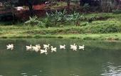 Туры в отель Three Hills Resort & Spa, Coorg