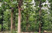 Туры в отель Corbett Panorama Resort