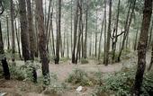 Туры в отель Jungle Lodge Resort