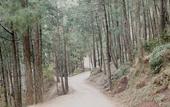 Туры в отель Jungle Lodge Resort
