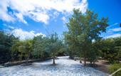 Туры в отель Nature Village Resort