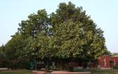 Туры в отель Thar Exotica Hotel & Resorts.