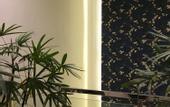 Туры в отель The Indigo Stay