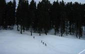 Туры в отель The Hosteller Narkanda
