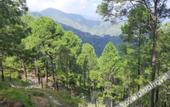 Туры в отель The Woods Retreat