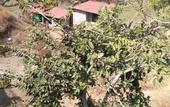 Туры в отель The Sky Imperial Pavoreal Jungle Resort