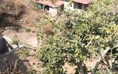 Туры в отель The Sky Imperial Pavoreal Jungle Resort