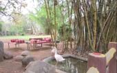 Туры в отель Treebo Premium Mowgli's Den Pench Tiger Reserve