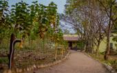 Туры в отель Treebo Premium Mowgli's Den Pench Tiger Reserve