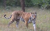 Туры в отель Treebo Premium Mowgli's Den Pench Tiger Reserve