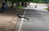 Туры в отель The Taj Mughal Courtyard Homestay