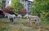 Туры в отель TH Borca di Cadore - Park Hotel Des Dolomites