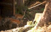 Туры в отель TH Borca di Cadore - Park Hotel Des Dolomites