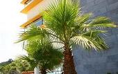 Туры в отель Esperia Palace Hotel