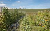 Туры в отель Borgo Pignano Volterra Tuscany