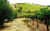 Туры в отель Agriturismo Musignano