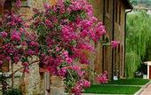 Туры в отель Agriturismo Antico Borgo Poggitazzi