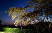 Туры в отель Agriturismo Antico Borgo Poggitazzi