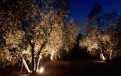 Туры в отель Agriturismo Antico Borgo Poggitazzi