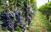 Туры в отель Hotel Valpolicella International