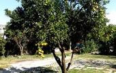 Туры в отель Villa Rocla Guest House Pompei