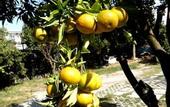 Туры в отель Villa Rocla Guest House Pompei
