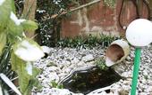 Туры в отель Villa Rocla Guest House Pompei