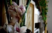 Туры в отель Villa Rocla Guest House Pompei