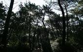 Туры в отель PuntAla Camp & Resort