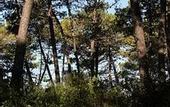 Туры в отель PuntAla Camp & Resort