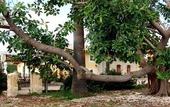 Туры в отель Il Giardino del sole