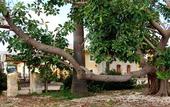 Туры в отель Il Giardino del sole
