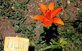Туры в отель Il Giardino del sole