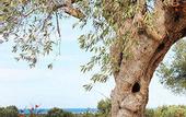 Туры в отель Masseria San Francesco