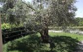 Туры в отель Casale delle Rose