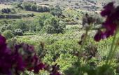 Туры в отель Casale delle Rose