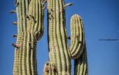 Туры в отель Relais Garden Cactus B&B