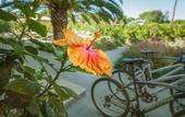 Туры в отель ARLI Hotel Hideaway Punta Ala