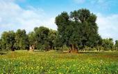 Туры в отель Masseria Muntibianchi AgriResort Restaurant & SPA