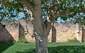 Туры в отель Masseria Corda di Lana