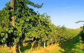 Туры в отель Agriturismo Tarantola