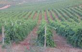 Туры в отель Agriturismo Tarantola