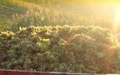 Туры в отель Agriturismo Tarantola